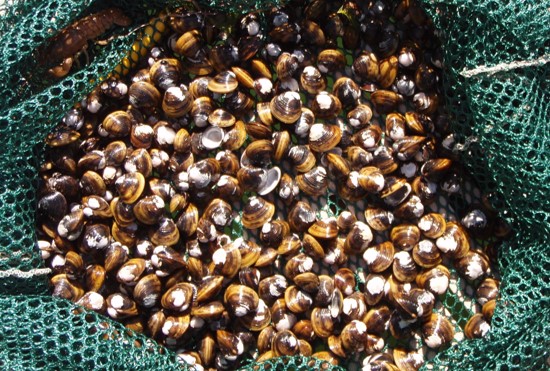 Clams and shells removed from Ellisport Bay